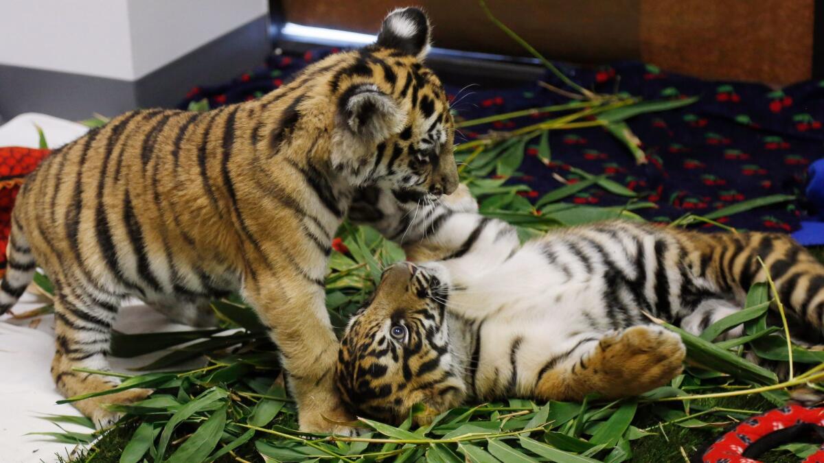 Tiger cubs were among the confiscated animals shown at a news conference in Torrance on Friday.