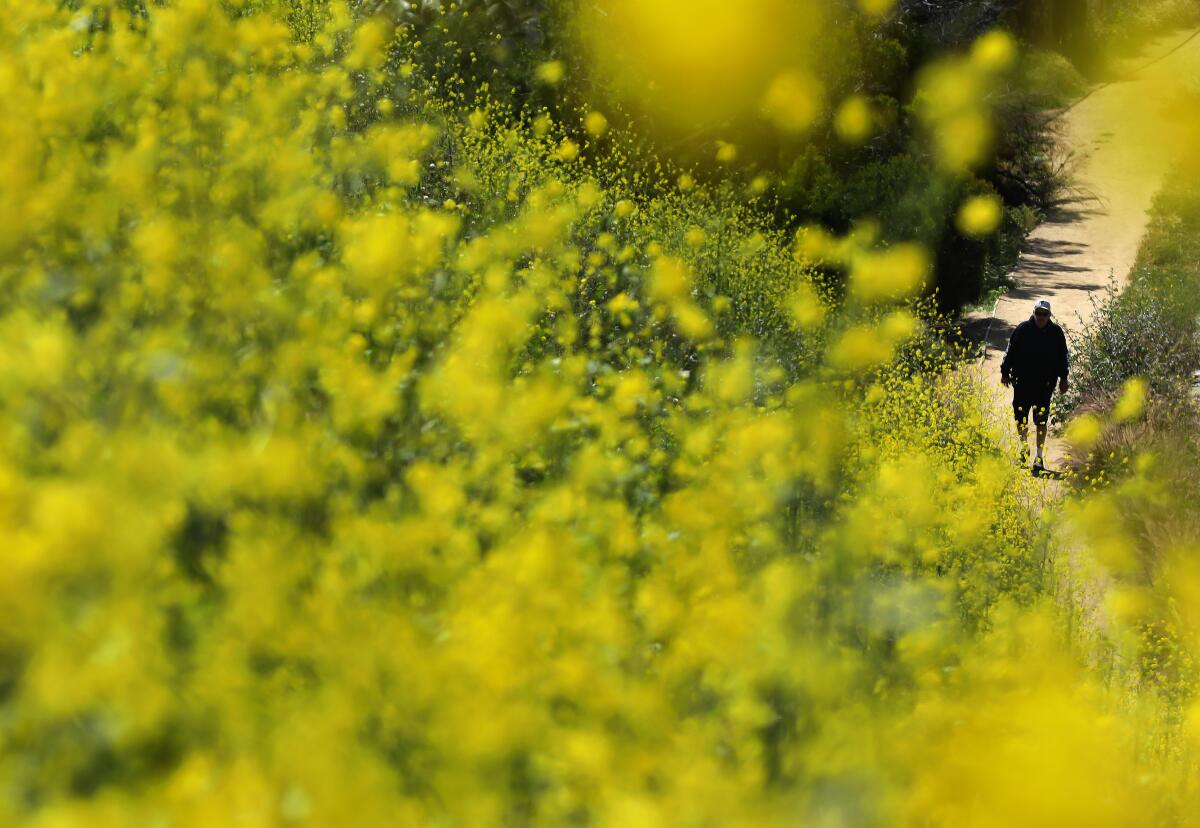 Beware! These California superblooms are beautiful but treacherous