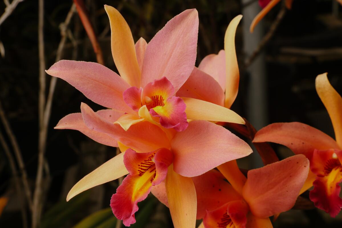 An orchid known as Santa Barbara Sunset for its brilliant sunset colors of orange, gold and deep pink. 