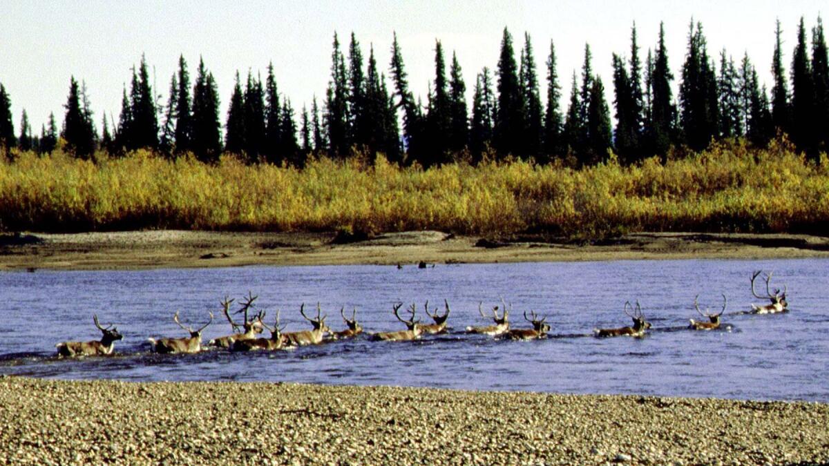 Caribou cross the Selawik River during a fall southward migration in northwest Alaska.