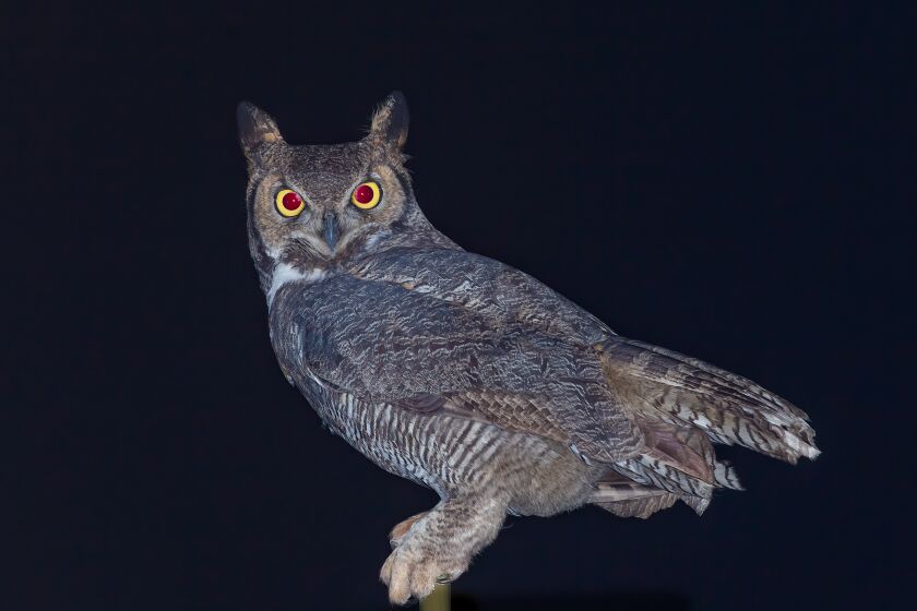 Great horned owls are dark brown with a distinctive white bib at the throat and large ear tufts.