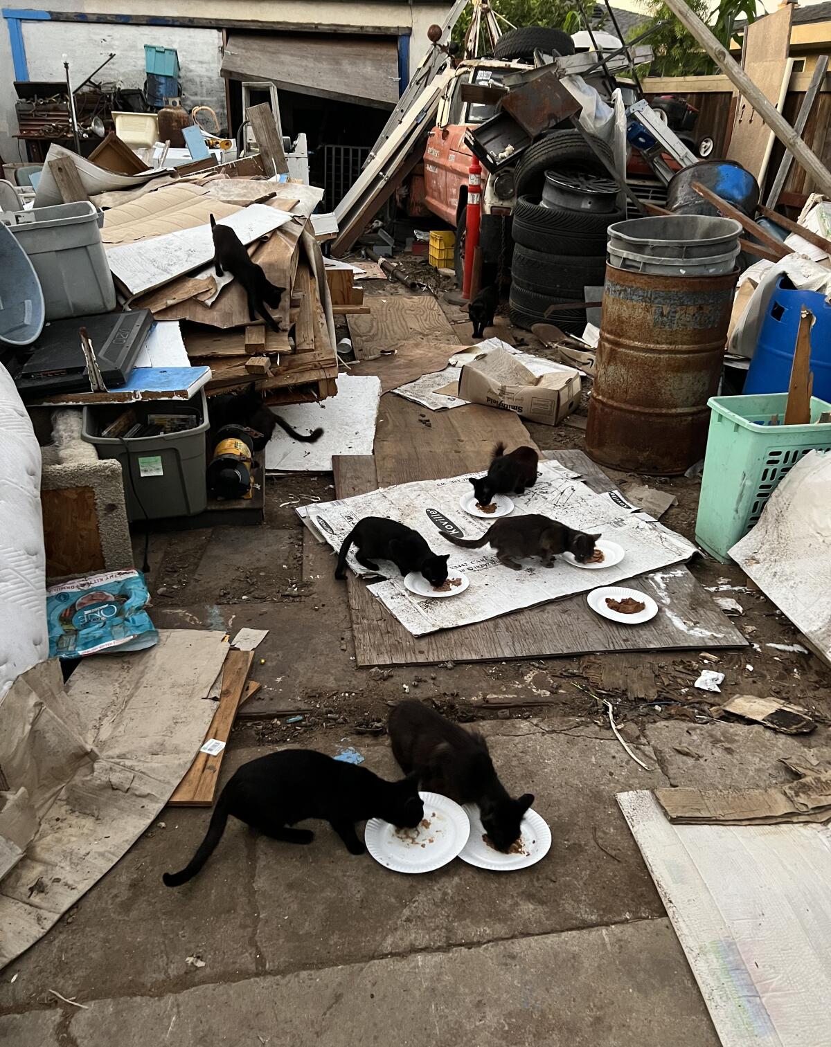 Feral cats feed outside on a vacant property in Costa Mesa in August 2023.