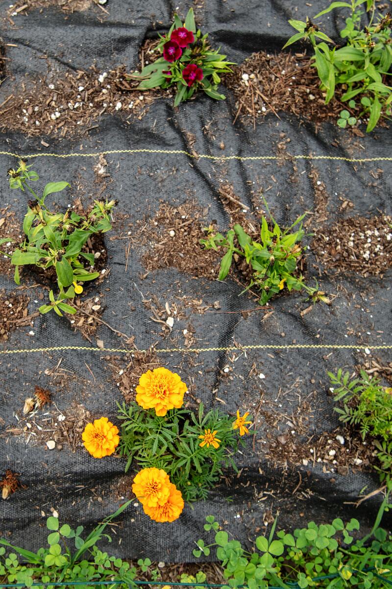 Dianthus, top, and marigold flowers