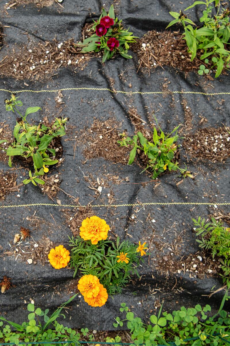 Dianthus, top and marigold flowers 