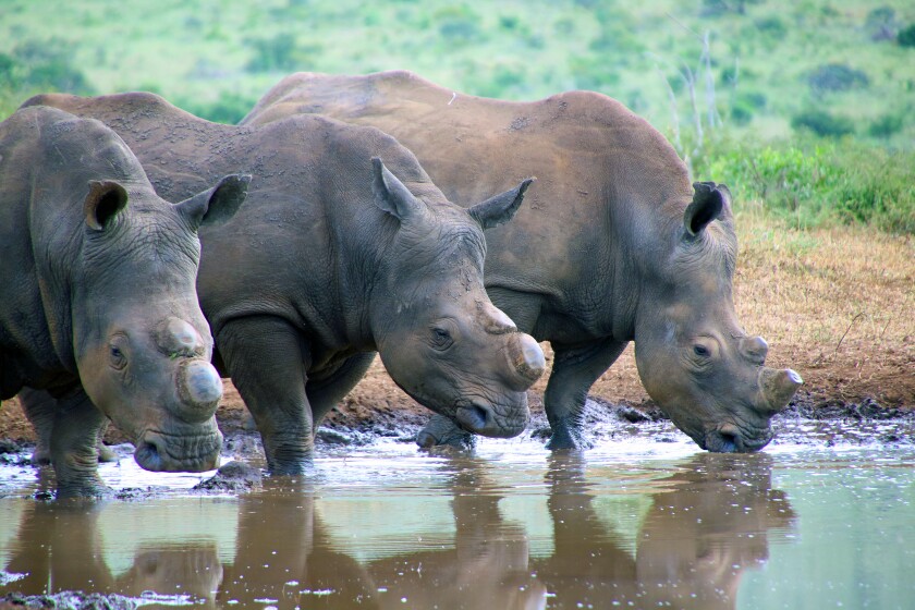 rhinos_drink_img_8092.jpg
