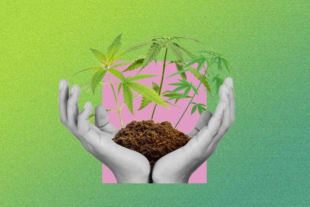 Graphic of cupped hands holding soil with marijuana plants springing out.