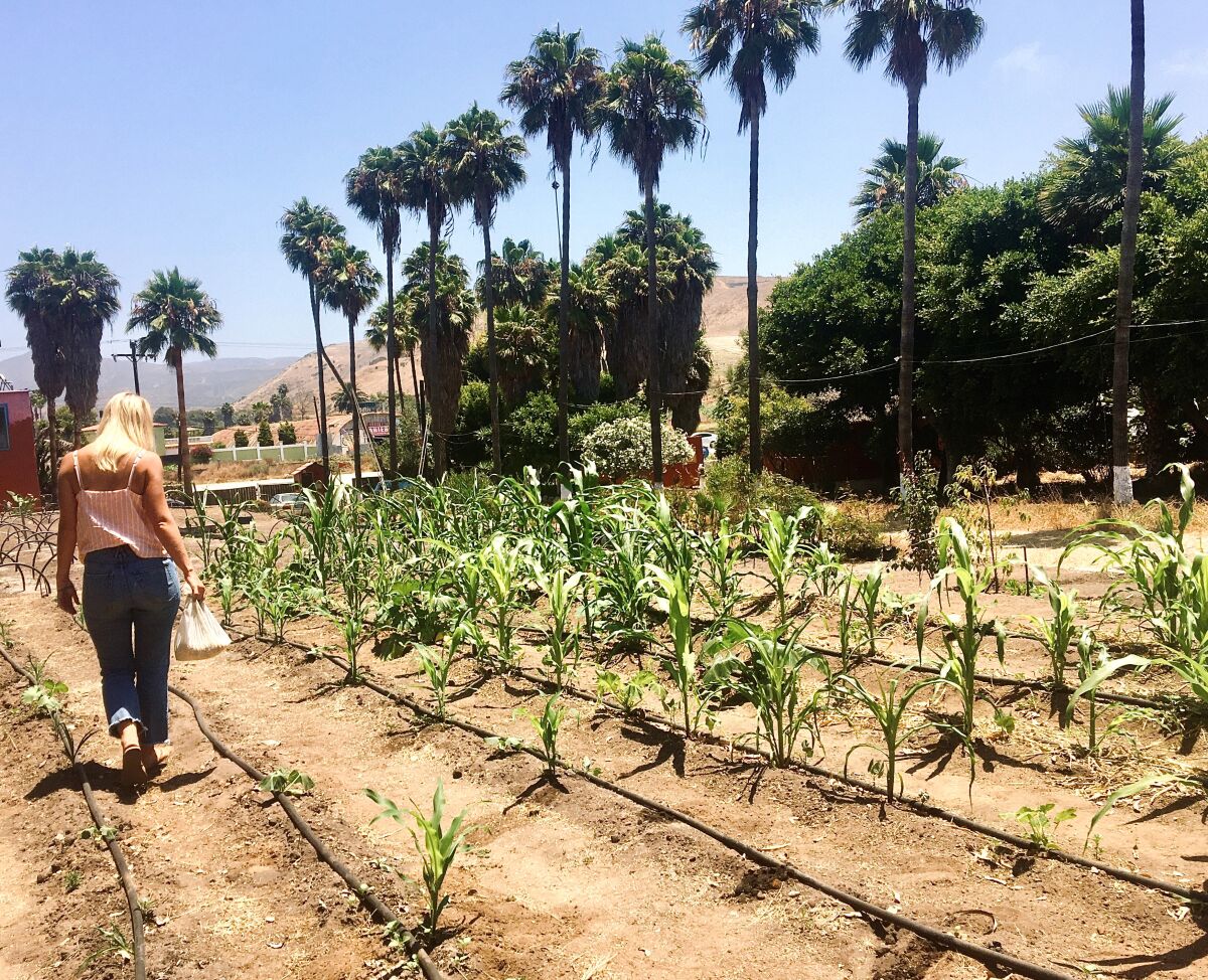 Brenda Henry walks the cornfield at Mud and Lotus Farms in Baja