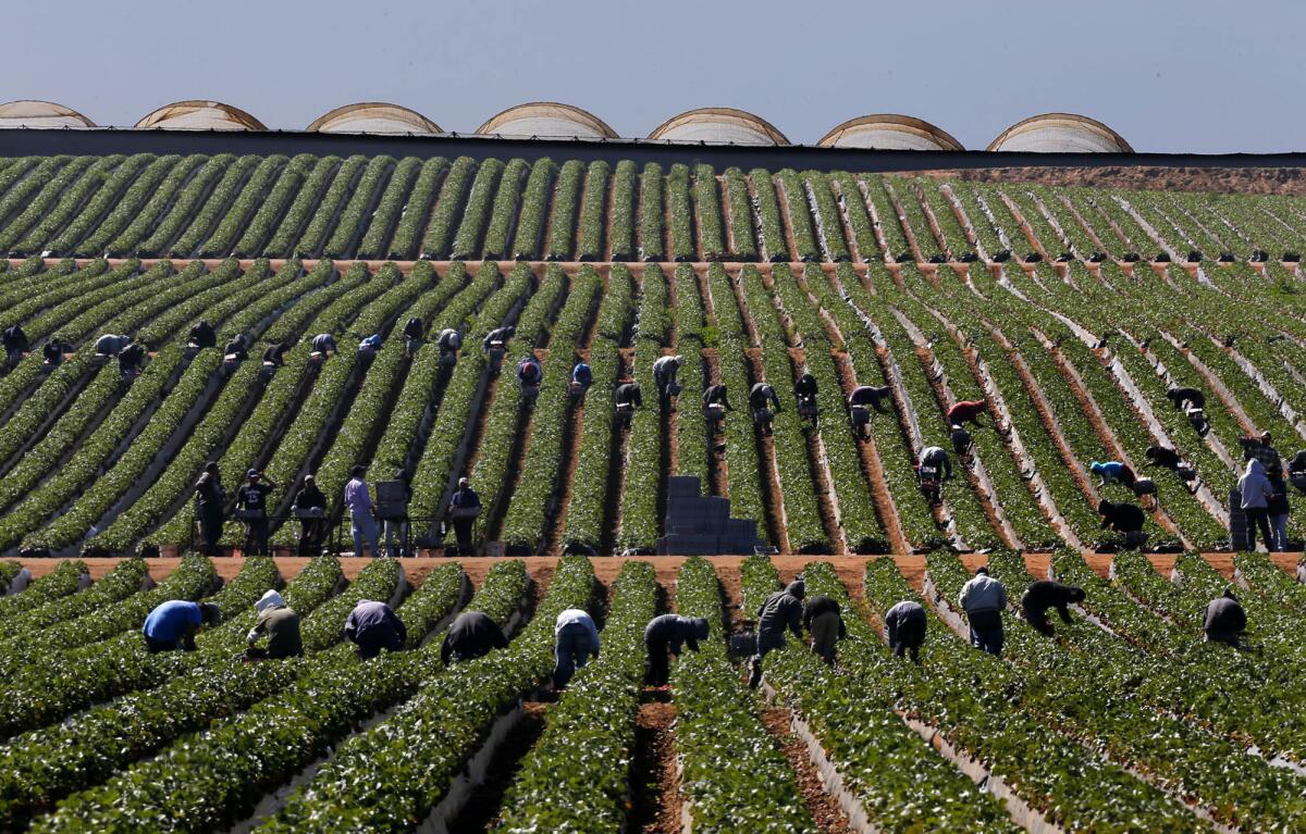 Farmworkers harvest strawberries last week in Baja California. A strike is winding down Monday after nearly two weeks.