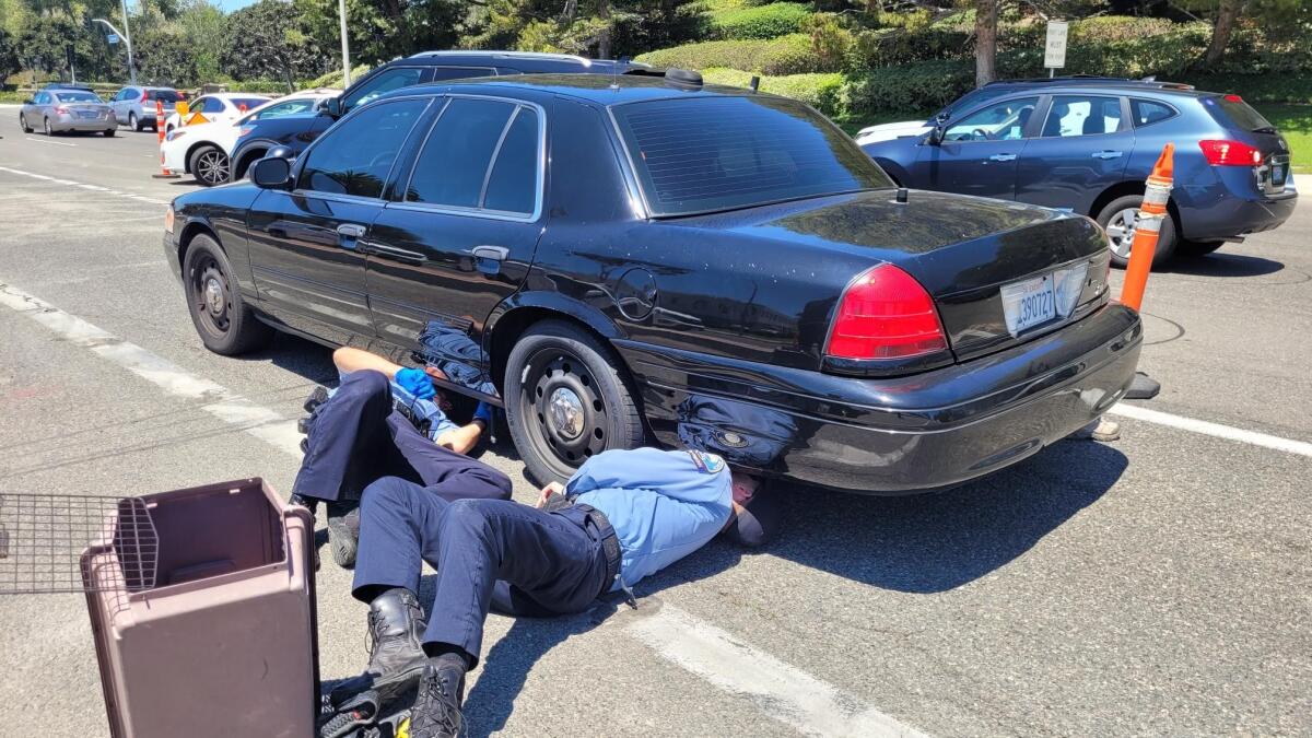 Newport Beach animal control officers inspect the undercarriage of a vehicle where a kitten was reportedly hiding June 28.