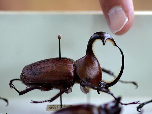 Galofa scarab beetle