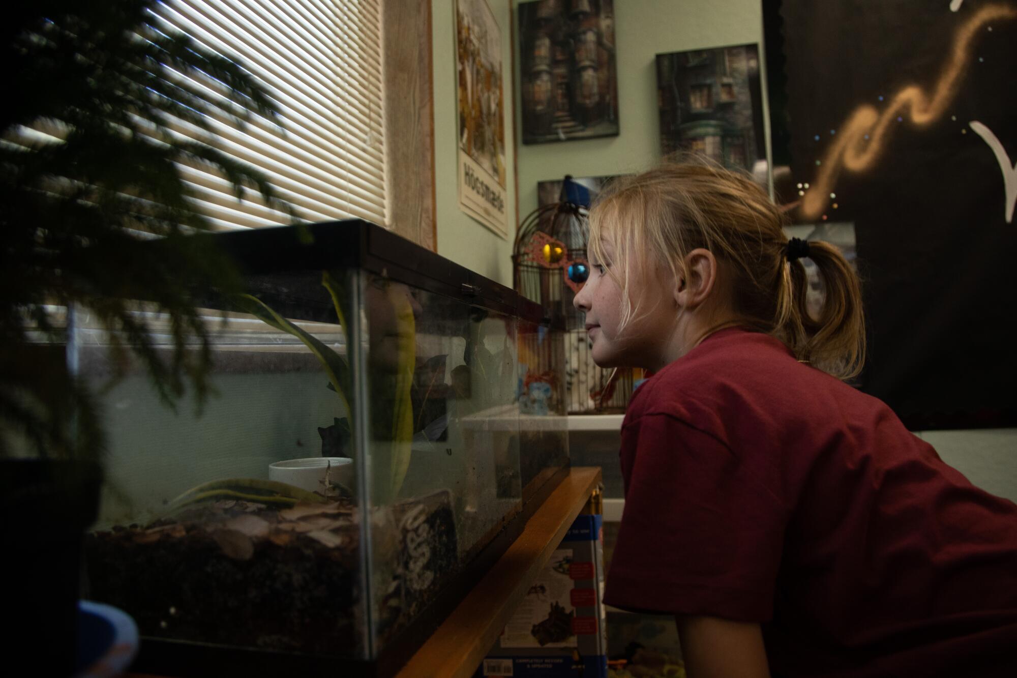 Fourth-grader Ora Sizemore looks for bullfrog in an aquarium.
