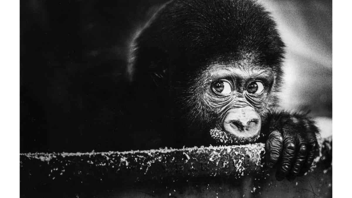 June 2, 1978: On his first birthday, Caesar looks out from the L.A. Zoo’s nursery where he had been raised by humans.