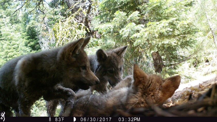 Meet The Lassen Pack New Family Of Gray Wolves Found In