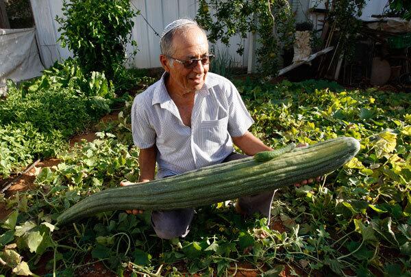 World's largest cucumber