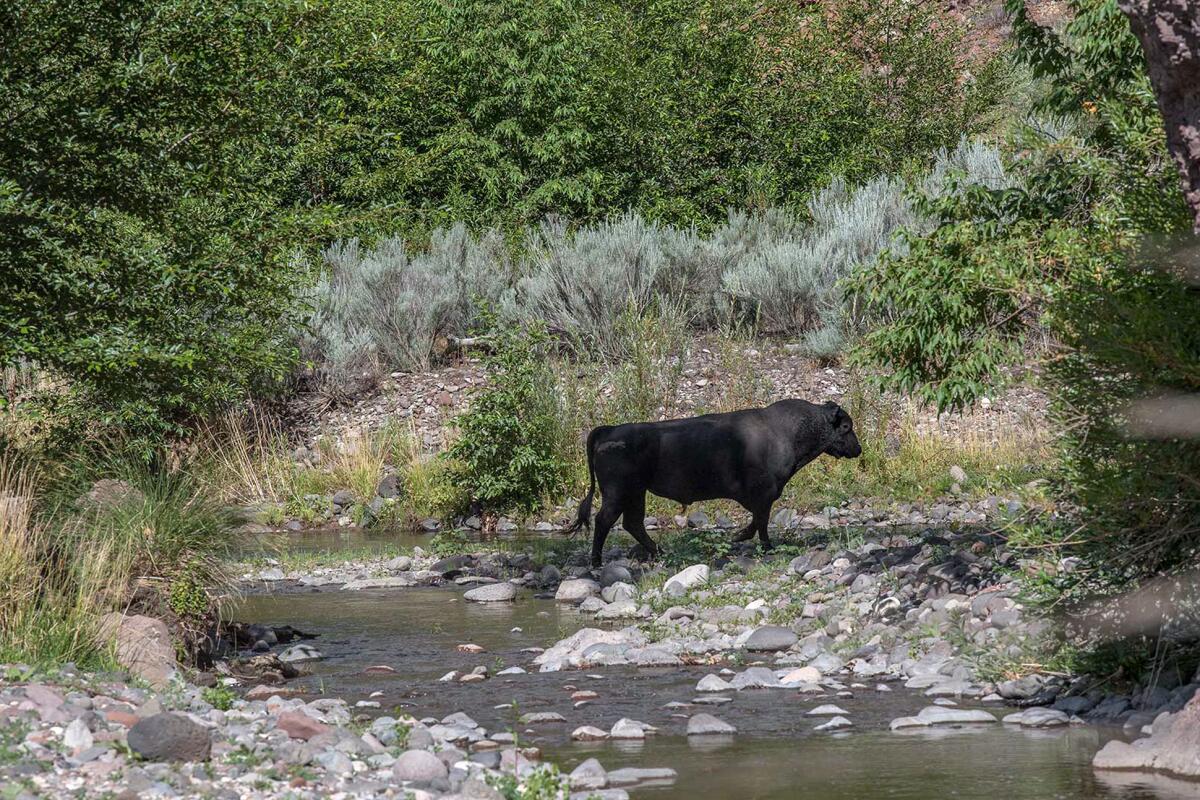 A black bull stands amid rocks along a river surrounded by greenery.
