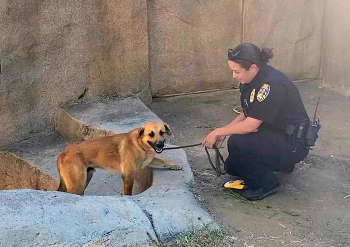 San Diego Humane Society Officer Brandt with with a dog.