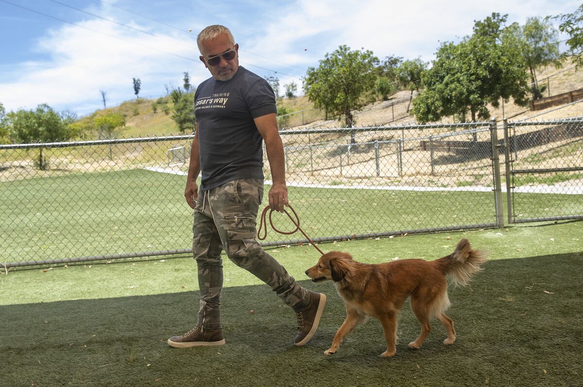 Cesar Millan shows the proper placement of the leash on his dog Sophia, with the loop placed at the top of the neck.