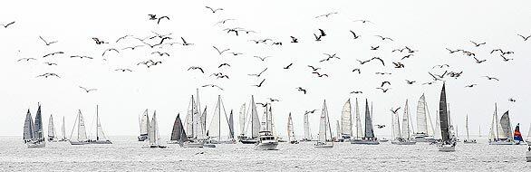 Birds flock over participants in the Border Run, a race from Newport Beach to San Diego that sprang from a dispute between Huntington Beach boat designer Randy Reynolds and the nonprofit Newport Ocean Sailing Assn. The group denied Reynolds entry into its Newport-to-Ensenada International Yacht Race on the grounds that his catamaran is unsafe. He insists it is not.
