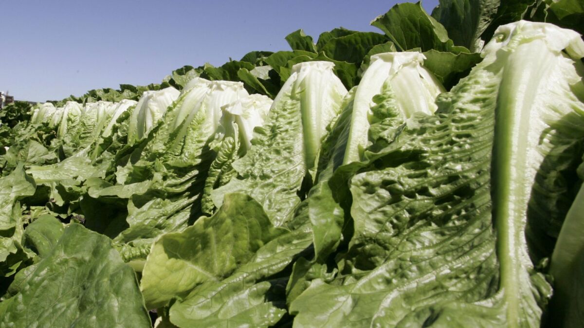 An outbreak of E. coli has been traced to romaine lettuce from the Yuma, Ariz., area.