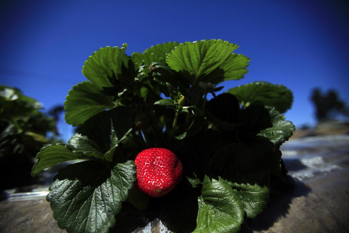 Growers inject Telone into the soil to kill pests before planting new orchards, vineyards and crops, such as sweet potatoes, carrots and strawberries.