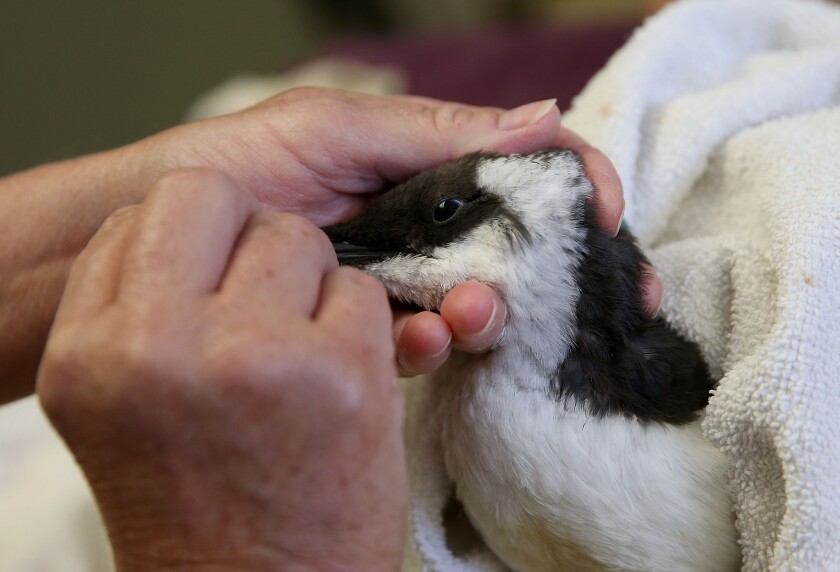 A rescued murre is examined at the International Bird Rescue on Sept. 4, 2015, in Fairfield, Calif.  