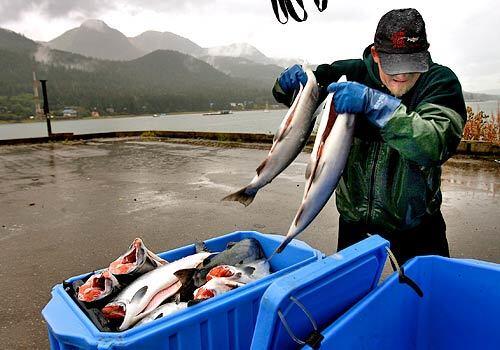 Juneau-based fisherman Kirk Hardcastle packs salmon on ice after catching them near the mouth of the Taku River in Southeast Alaska. Sold under the family label, Taku River Reds, these fish are flown to restaurants throughout the lower 48 states.