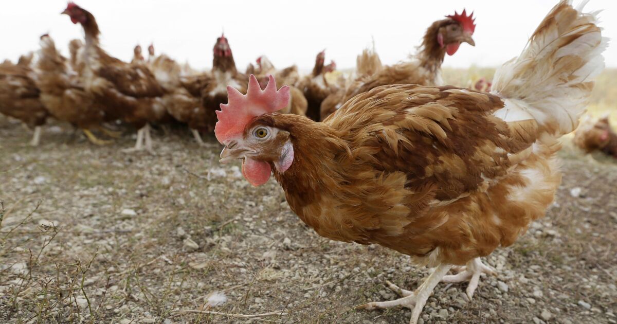 1.8 million chickens slaughtered in Nebraska over bird flu fears