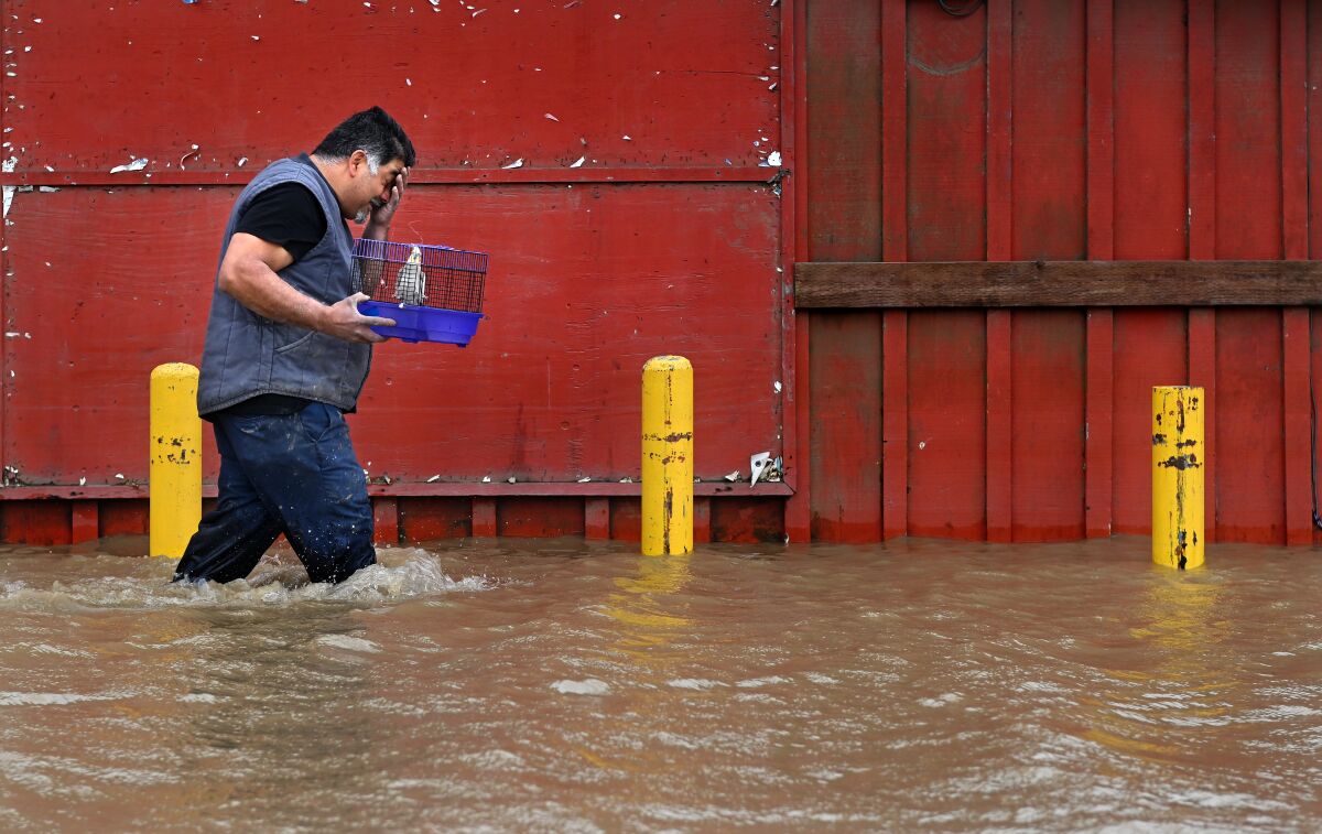 A man carrying a parrot in a case walks through floodwaters up to his knees.