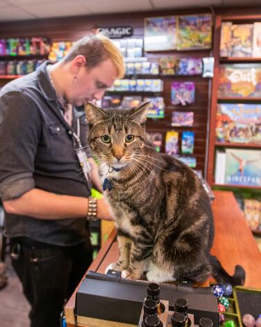 A cat on top of a bookshelf in a store where a man stands looking at the shelf's contents.