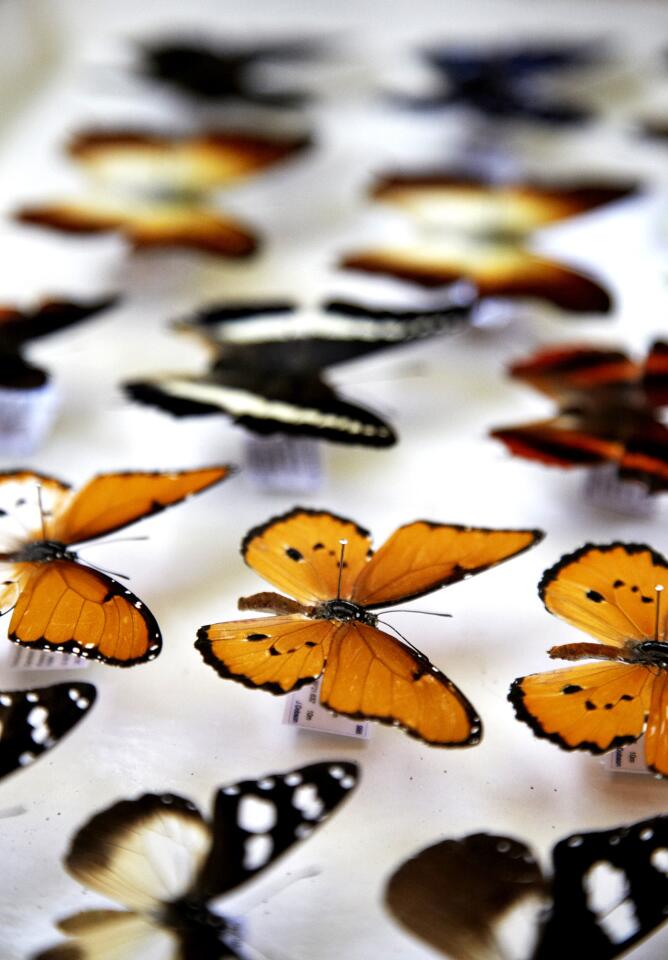 Searching for rare butterfly species