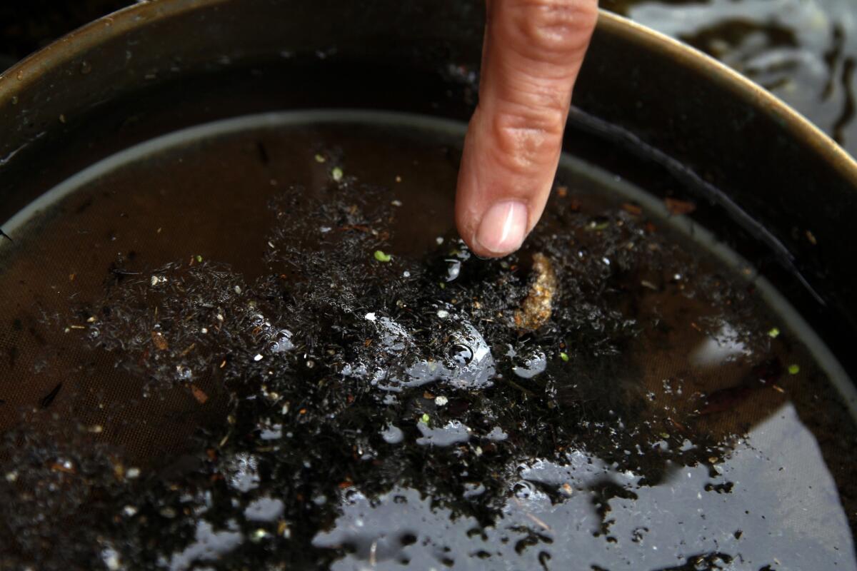 Environmental activist and scientist Marcus Eriksen points to plastic particles he was able to collect using a fine mesh net at the confluence of the Los Angeles River and the Arroyo Seco just north of downtown L.A. in January 2014