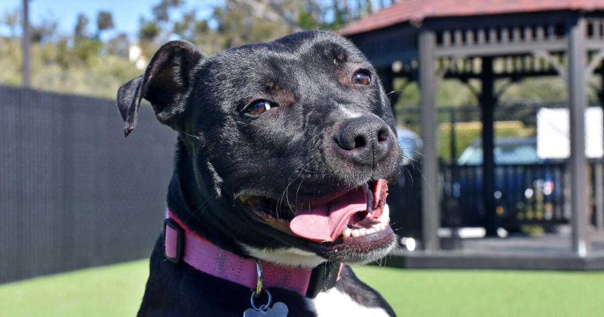 Helen Woodward Animal Center celebrates the Padres