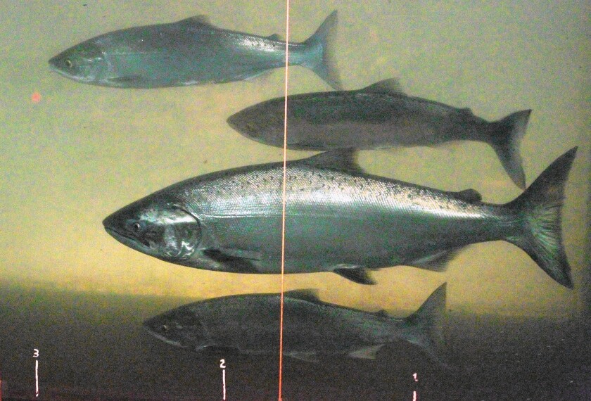 A chinook salmon, second from the bottom, swims with sockeye salmon at the Bonneville Dam fish-counting window on the Columbia River in Washington in 2012.