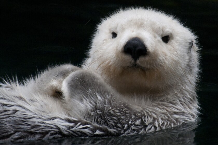 A floating sea otter, paws on chest
