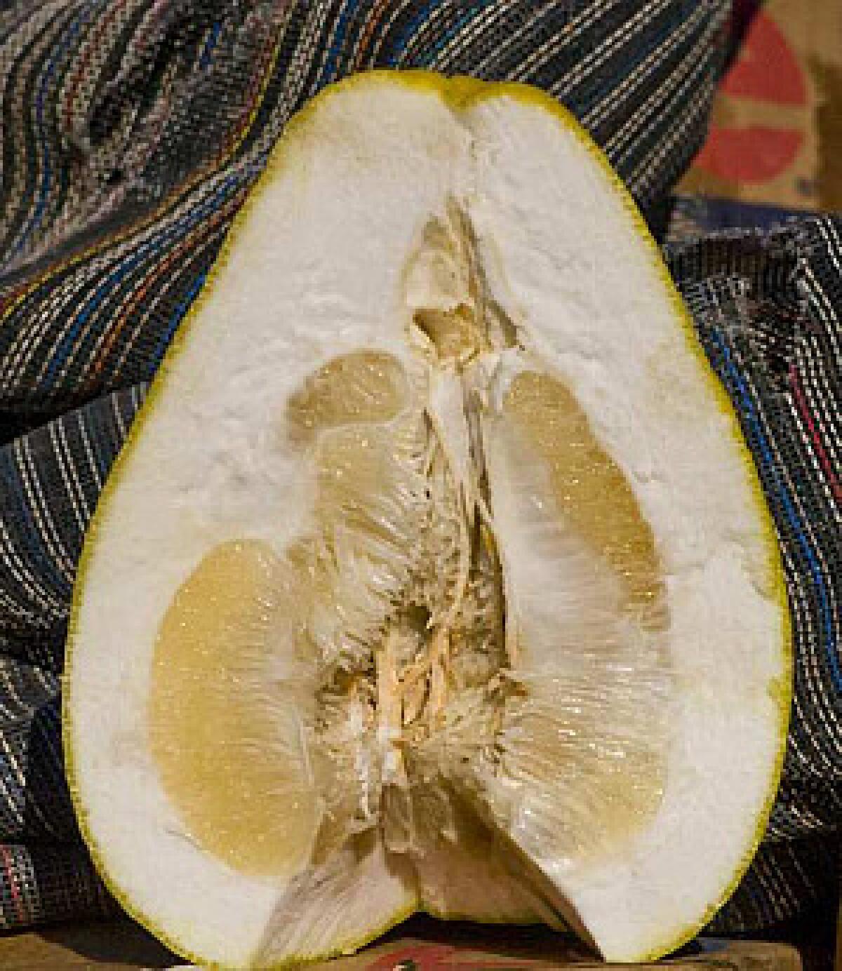 Compared with a grapefruit, a pummelo is larger and has a much thicker rind and somewhat drier, milder pulp.