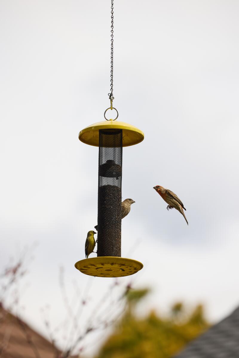 Birds fly around a hanging feeder in Michael Solberg and Khoi Pham's front yard.