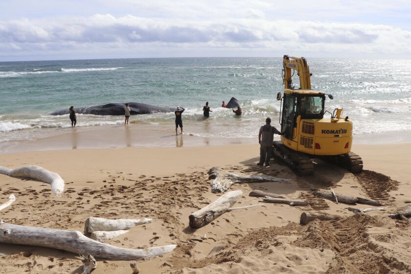 In this photo released by the Hawaii Department of Land and Natural Resources, an excavator makes numerous attempts to free a whale from the shoreline and move it onto Lydgate Beach in Kauai County, Hawaii, on Saturday, Jan. 28, 2023. Scientists suspect the large sperm whale that washed ashore in Hawaii over the weekend may have died from an intestinal blockage because it ate large volumes of plastic, fishing nets, and other marine debris. (Daniel Dennison/Hawaii Department of Land and Natural Resources via AP)