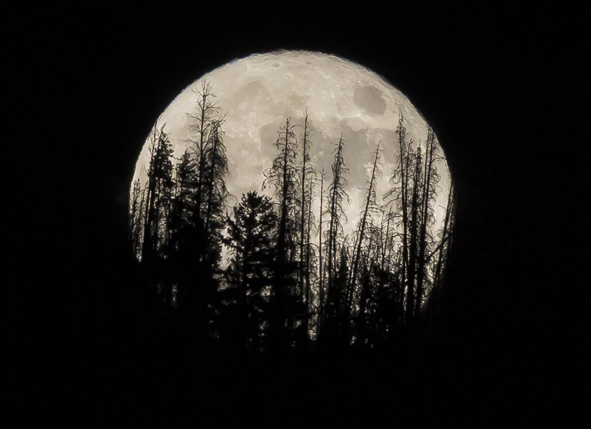 Evergreen trees are silhouetted on a mountaintop as a supermoon shined over Silverthorne, Colo., in 2016.