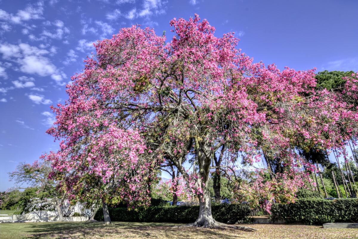 A silk floss tree in bloom at Los Angeles County Arboretum