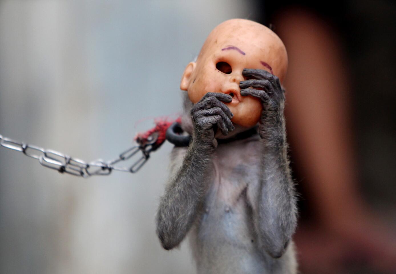 A street monkey wears a doll mask as it performs in a slum in Jakarta, Indonesia.