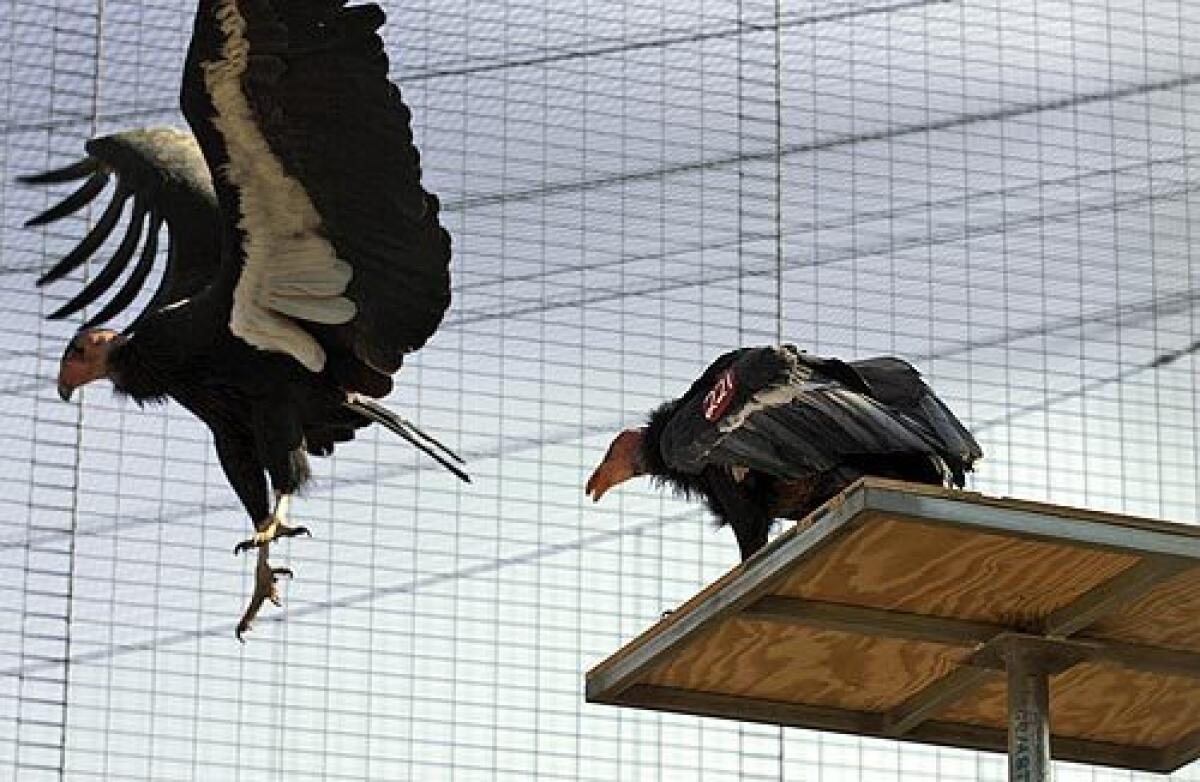 Female California condor Ojja, left, is bullied by male Simerrye in their newly rebuilt aviary at the San Diego Wild Animal Park. Five condors settle into their new home Monday, exactly a year after the Witch fire burned down the former facility. More photos >>>