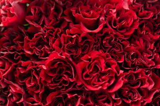 A bunch of deep red roses with ruffled petals