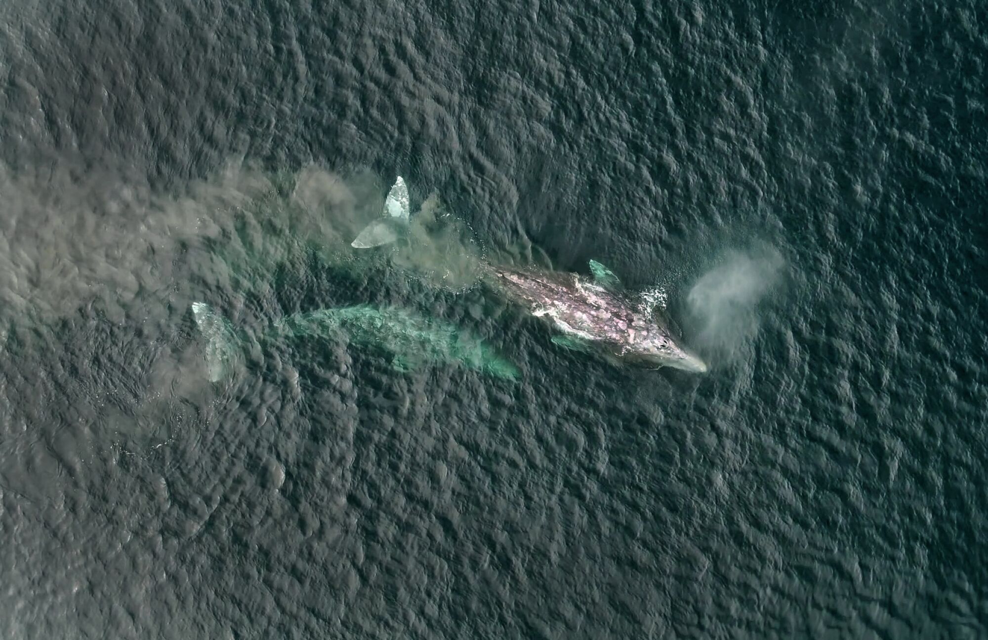 Two gray whales feed in the sediment not far from Pasagshak Bay off of Kodiak Island, Kodiak, Alaska.