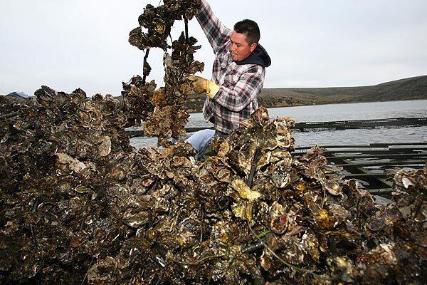 Drakes Bay Oyster Co. oyster farmer Manuel Manzo stacks oysters on a barge after being pulled in from a rack where they are farmed in the middle of Drakes Estero in the Point Reyes National Seashore. The submerged oysters are grown on "strings" and hang from racks which float in Drakes Estero.
