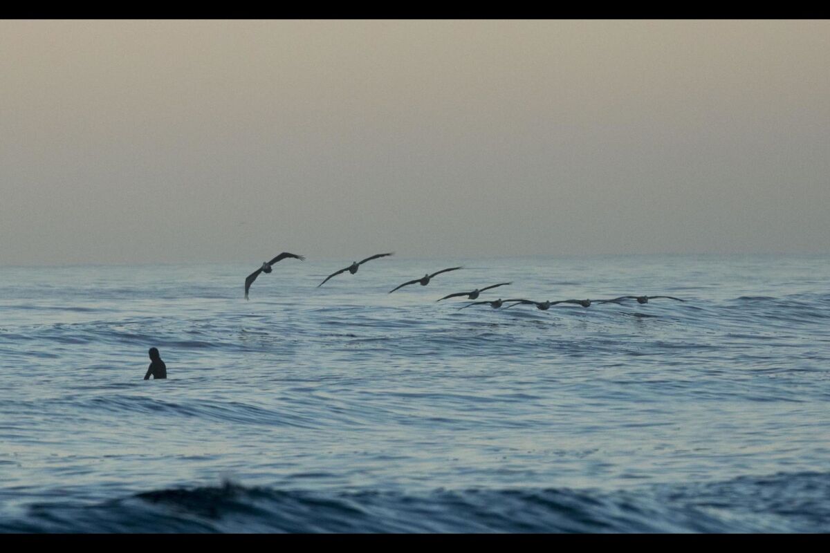A San Diego surfer is treated to a peaceful pelican flyover.