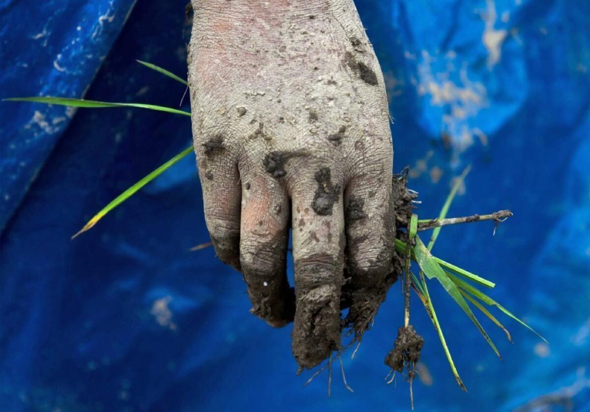 A farmer in Nepal gets ready to plant rice.