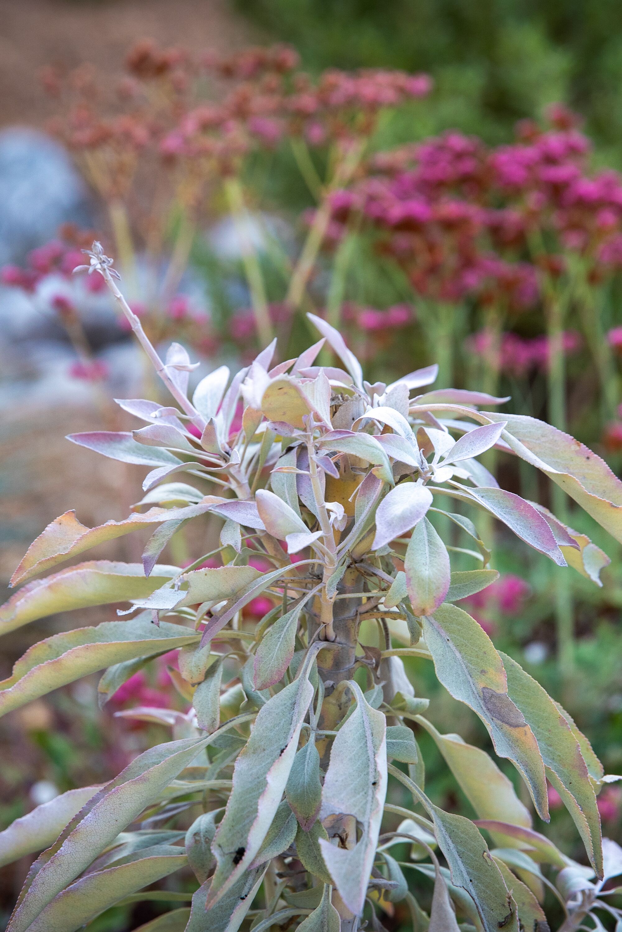 White sage and buckwheat.