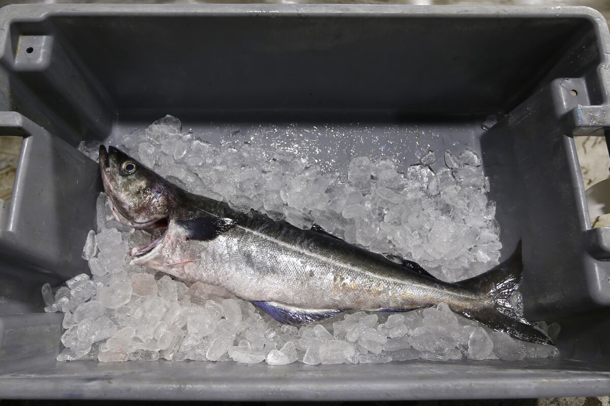FILE - An Atlantic pollock sits on ice at the Portland Fish Exchange in Portland, Maine on Thursday, May 5, 2016. A U.S. ban on seafood imports from Russia over its invasion of Ukraine was supposed to sap billions of dollars from Vladimir Putin’s war machine. But shortcomings in import regulations means that Russian-caught pollock, salmon and crab are likely to enter the U.S. anyway, by way of the country vital to seafood supply chains across the world: China. (AP Photo/Robert F. Bukaty, File)