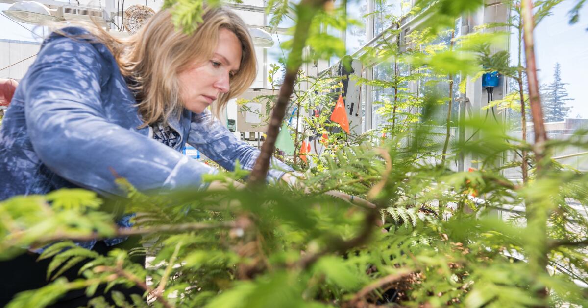 Simulating a planetary mass extinction in a Santa Cruz greenhouse - Los ...