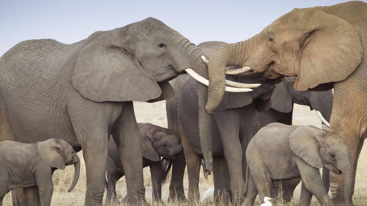 Elephants touch tusks as they greet each other in the Amboseli National Park in southern Kenya in 2013.